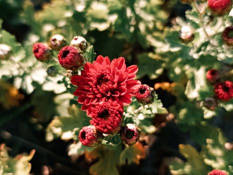 Close-up of vibrant red chrysanthemum flowers in full bloom, showcasing nature's beauty.