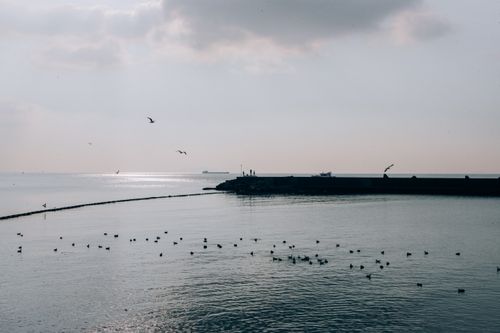 Free Captivating winter scene of birds over the Bosphorus in Istanbul, Turkey. Stock Photo