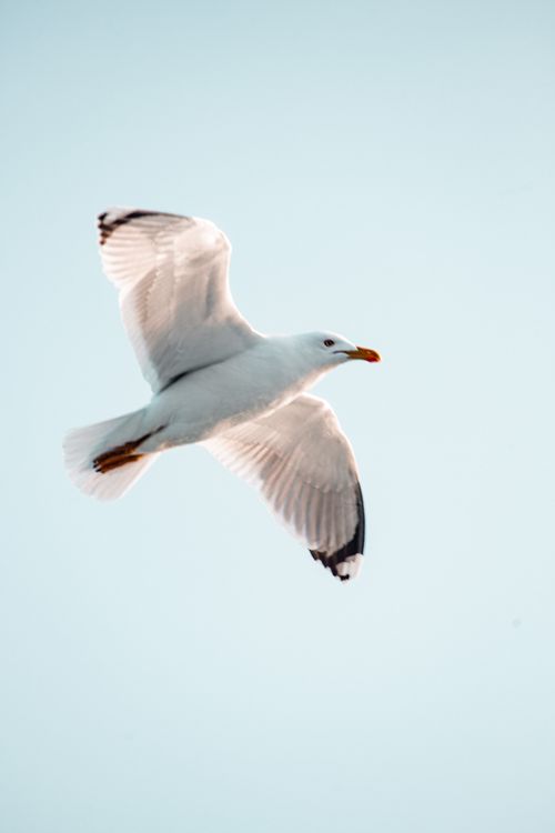 Free A majestic seagull soars through the clear winter sky in Istanbul, Türkiye. Stock Photo