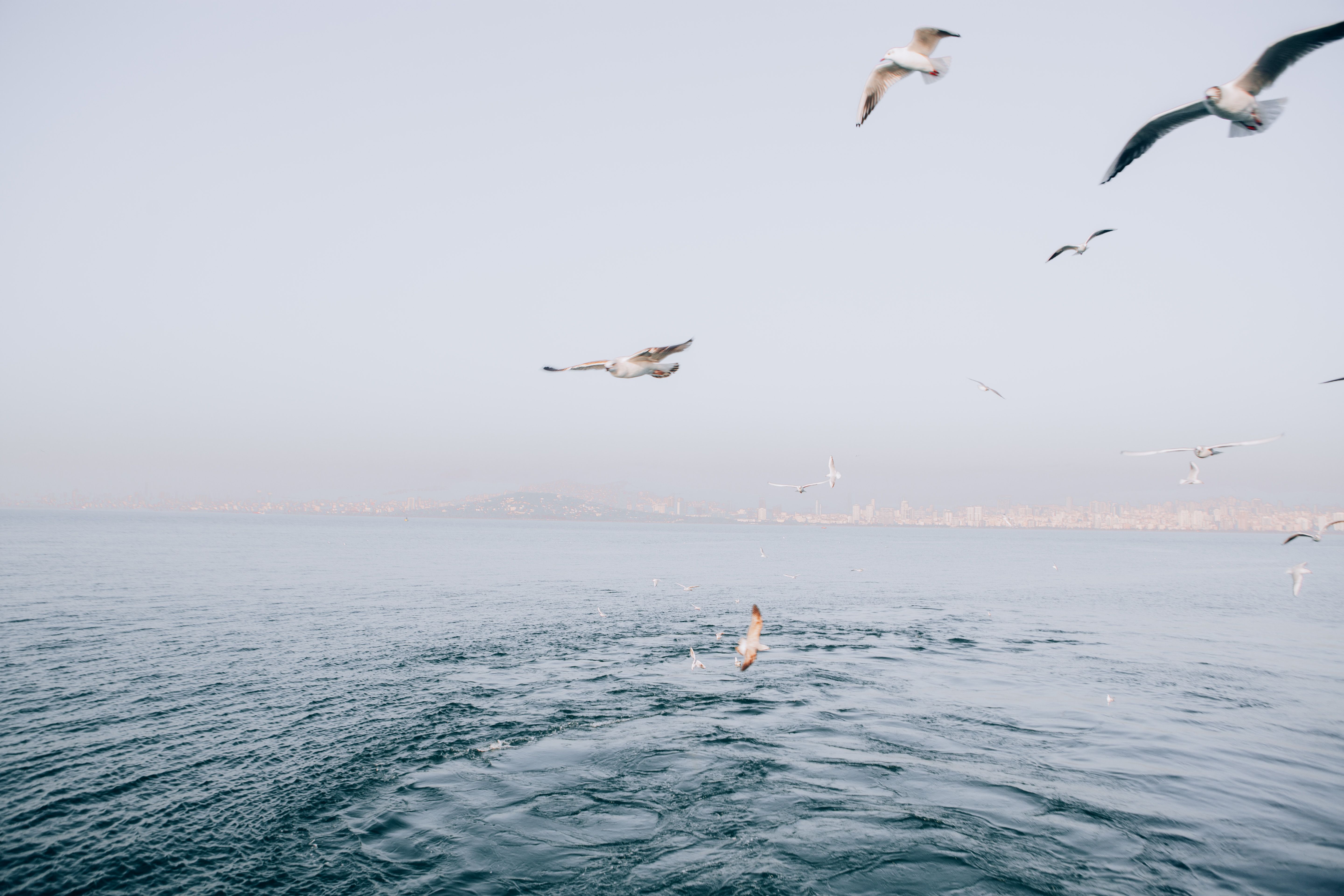 A serene view of seagulls soaring above the Bosphorus in Istanbul, Türkiye.