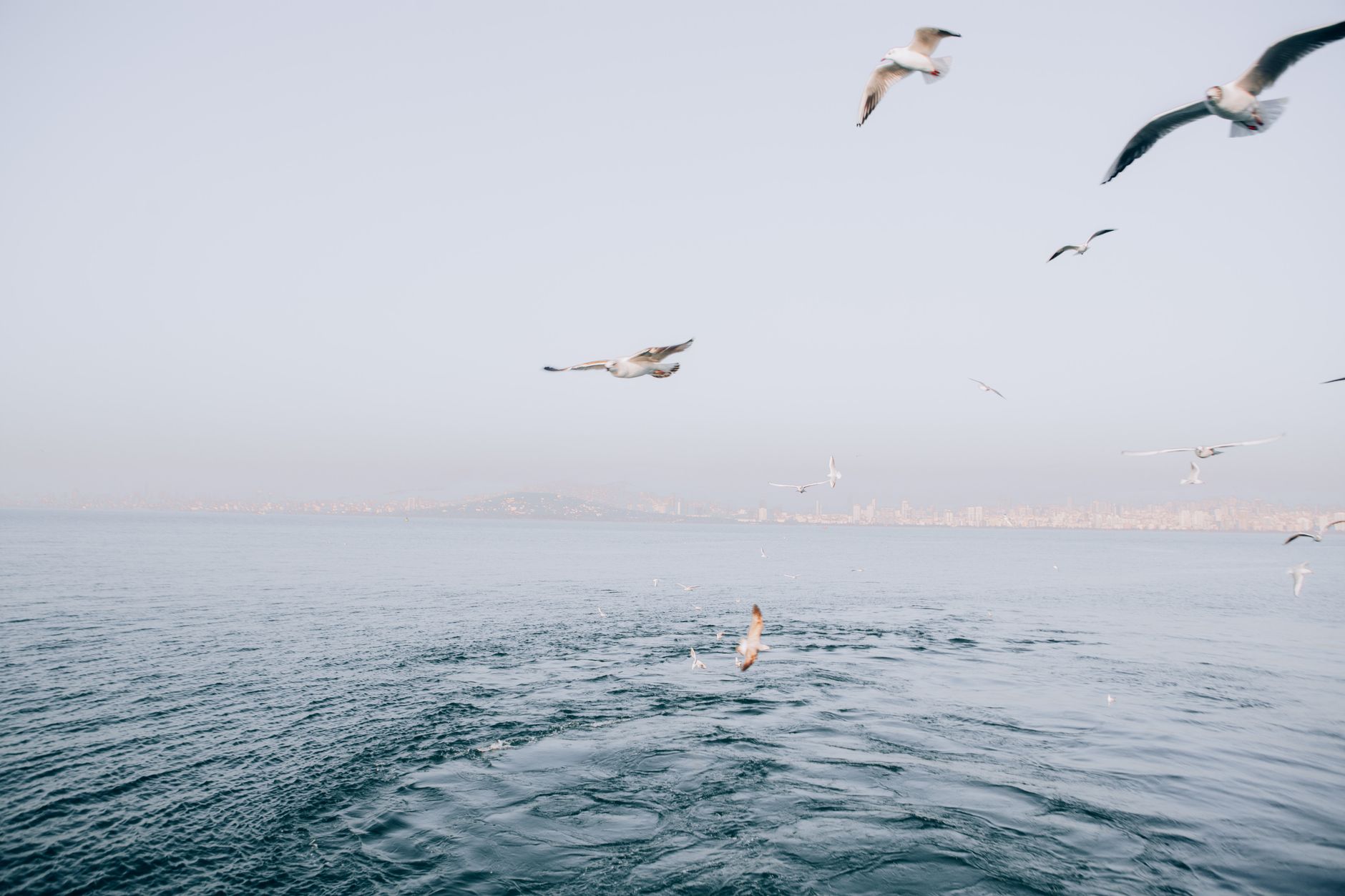 A serene view of seagulls soaring above the Bosphorus in Istanbul, Türkiye.