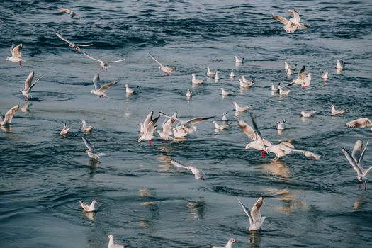 A flock of seagulls gracefully fly over the Bosphorus in Istanbul, Türkiye, during winter.