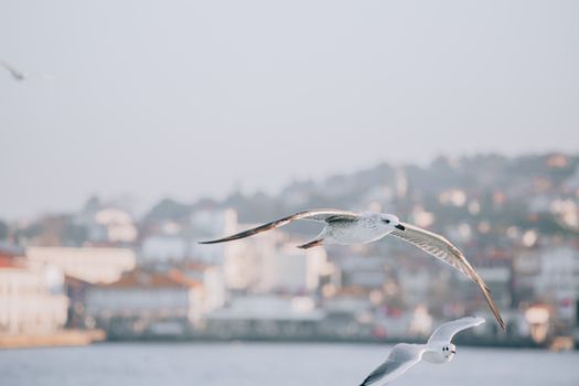Graceful seagulls soaring above the Bosphorus Strait with the backdrop of Istanbul.