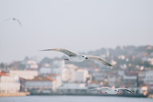 Seagulls gracefully flying above the Bosphorus in Istanbul, capturing a serene winter scene.