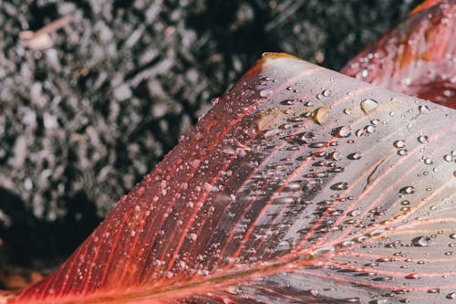 Bezpłatne Darmowe zdjęcie z galerii z krople deszczu, krople wody, liść Zdjęcie z galerii