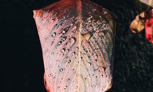 Základová fotografie zdarma na téma dešťové kapky, detail, kapky vody