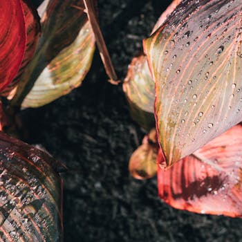 Vibrant red and green leaves with dew droplets showcasing natural beauty.