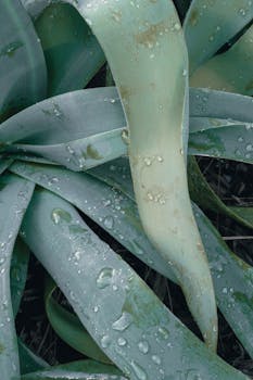 Detailed view of agave leaves glistening with water droplets, showcasing nature's beauty.