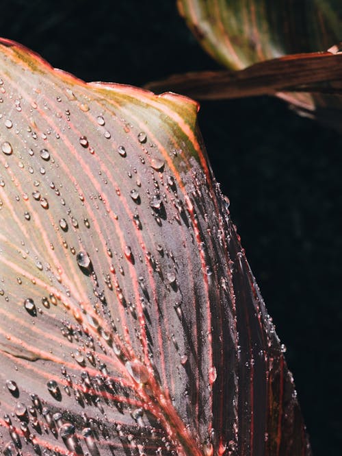 Foto profissional grátis de folha, gotas d'água, molhado