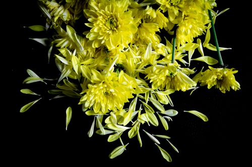 Free Bright yellow chrysanthemums with scattered petals against a black backdrop. Stock Photo