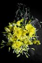 黑色背景下，黄色菊花引人注目地排列着，凸显了它们鲜艳的色彩