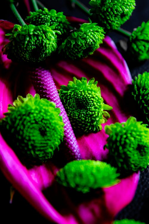 A Close-Up Shot of Green Chrysanthemum Flowers