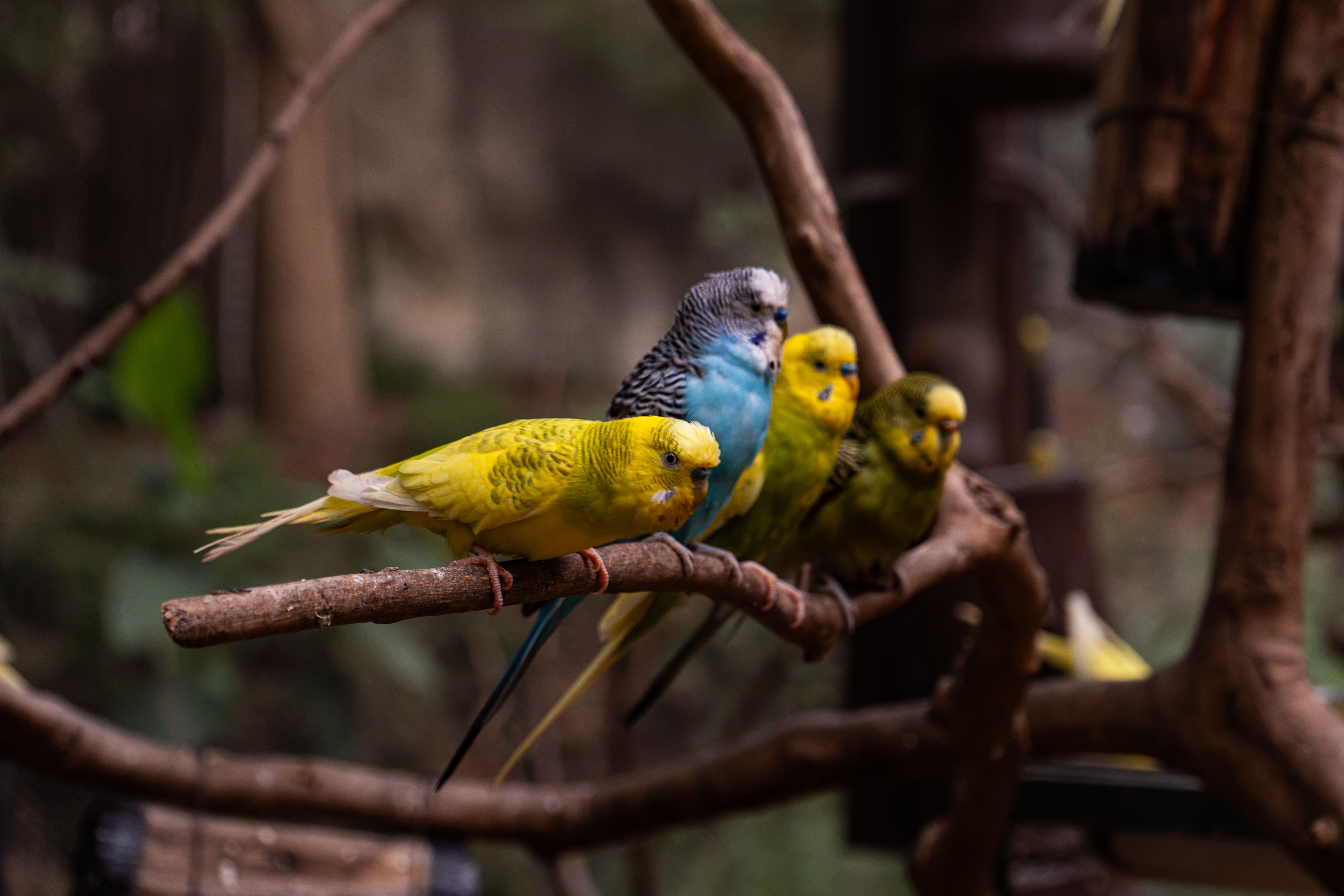 Colorful pet birds: yellow, blue and green budgies perched together on a branch in an aviary