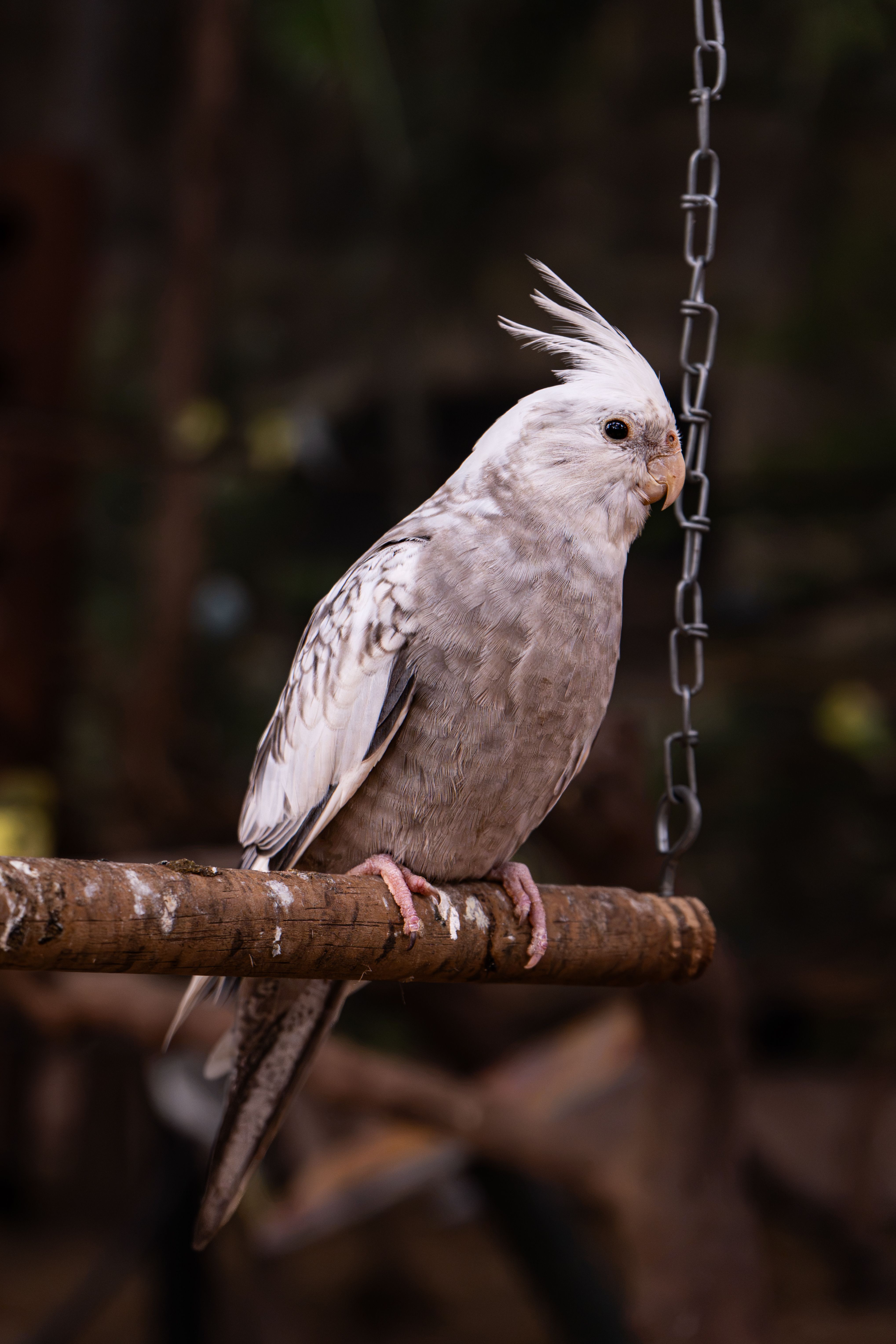 Fotomural Primer plano de una cacatúa ninfa posada en el interior de una casa, donde se puede apreciar su hermosa cresta de plumas y su suave plumaje gris.