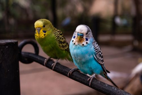 Free Colorful parakeets displaying vivid plumage in a natural setting. Stock Photo