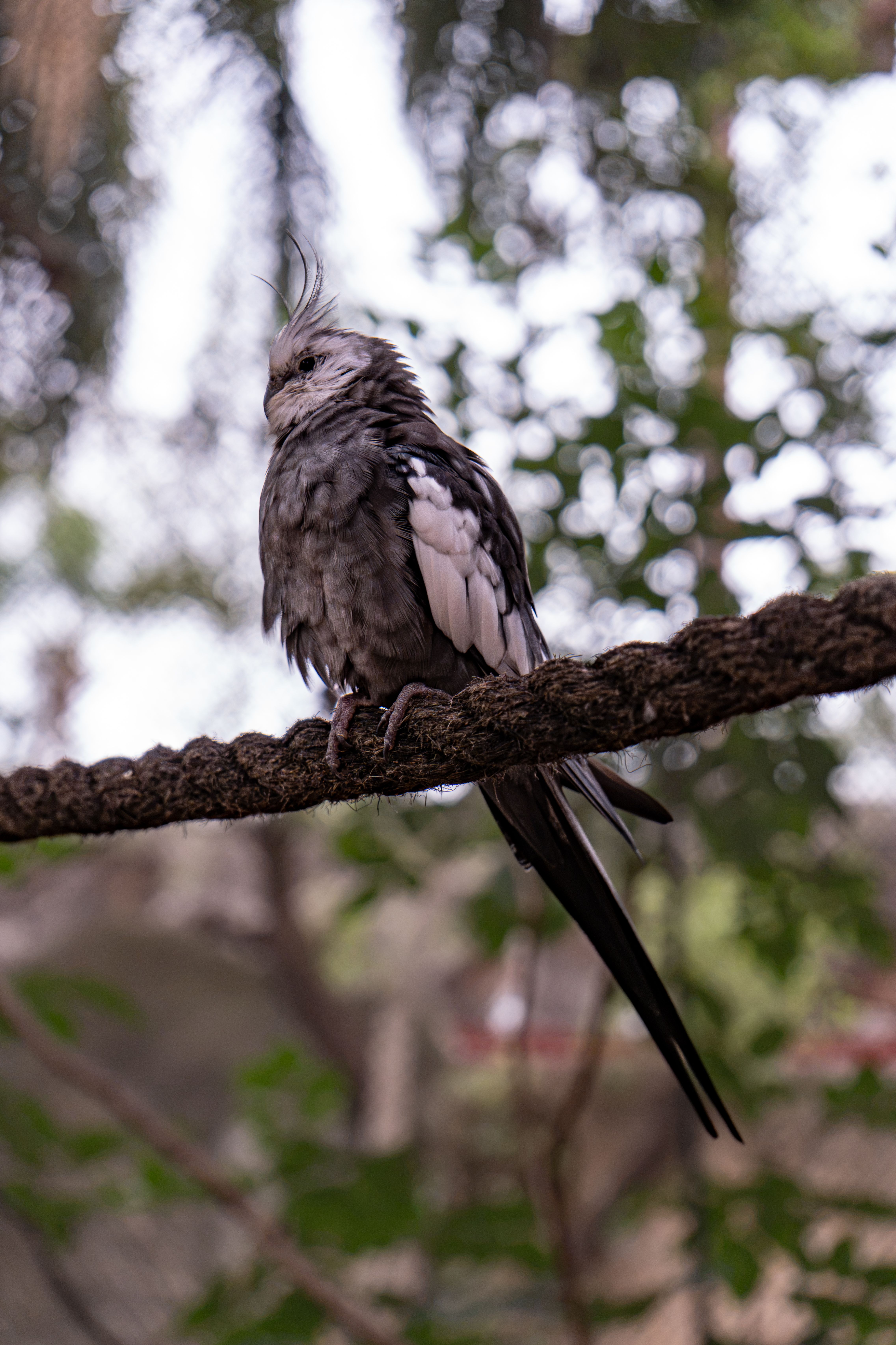 Fotomural Una preciosa cacatúa ninfa de plumaje gris y cola larga se posaba en una rama de un aviario al aire libre.