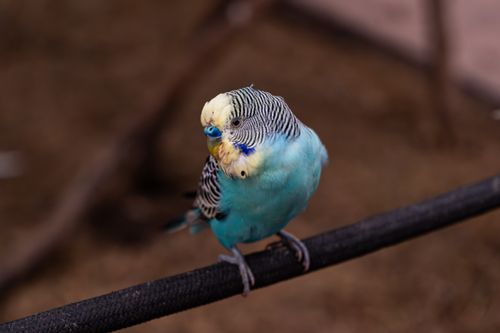 Free Close-up of a blue budgerigar with yellow accents perched indoors, highlighting its vivid plumage. Stock Photo