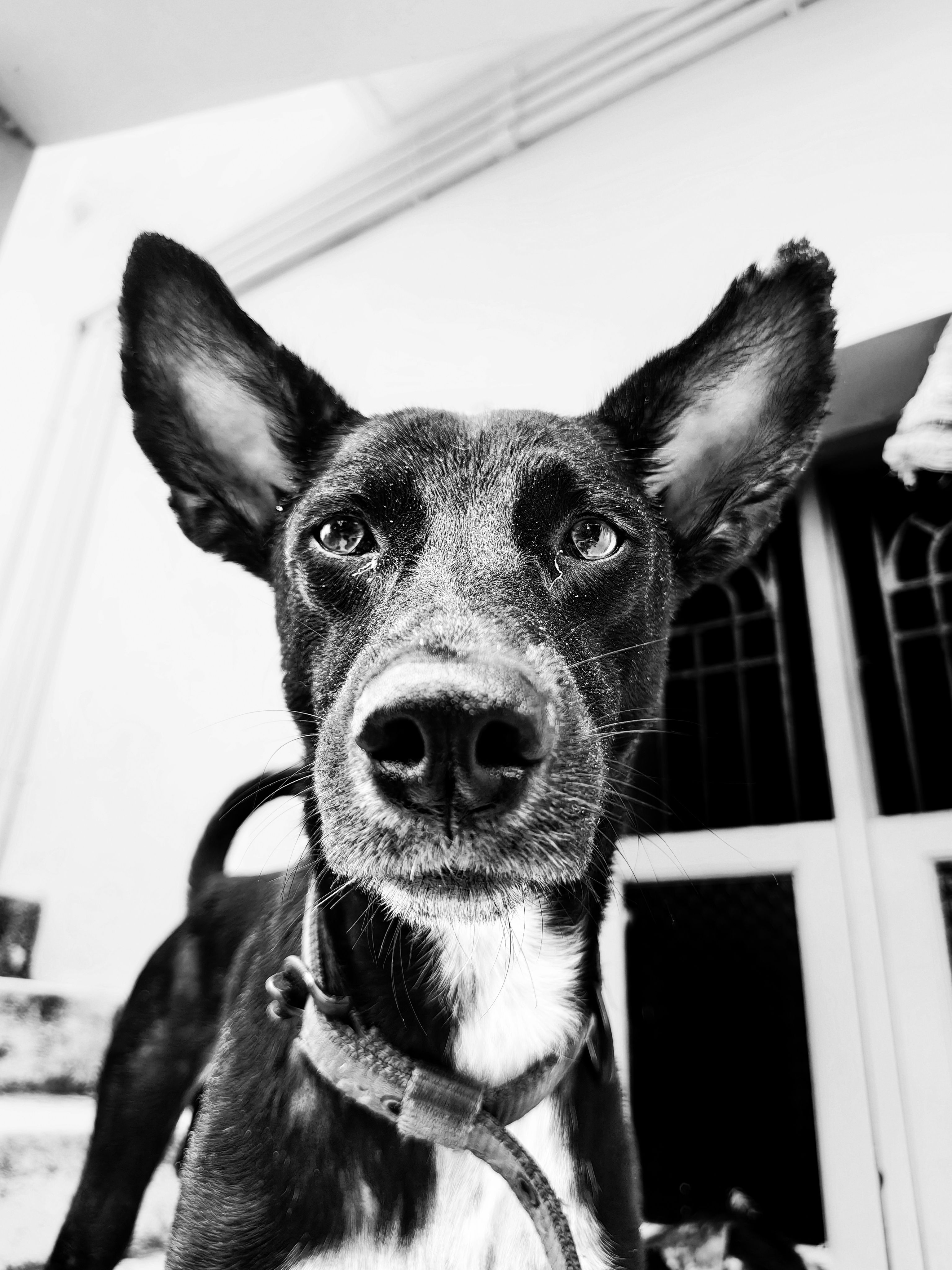 Close-up black and white image of a dog with striking ears, showcasing an attentive expression.