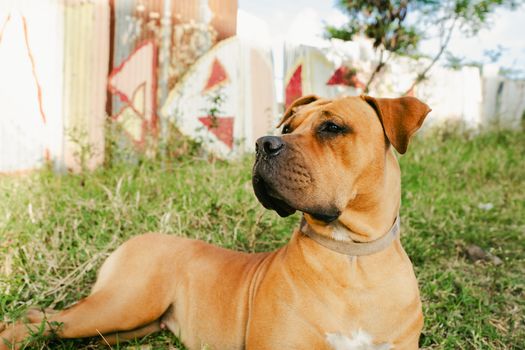 A Boerboel dog lounging in a grassy yard in Nairobi, Kenya, on a sunny day.