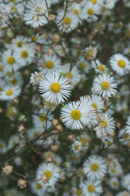 Free Beautiful close-up of white daisies with yellow centers in a field, showcasing natural beauty. Stock Photo
