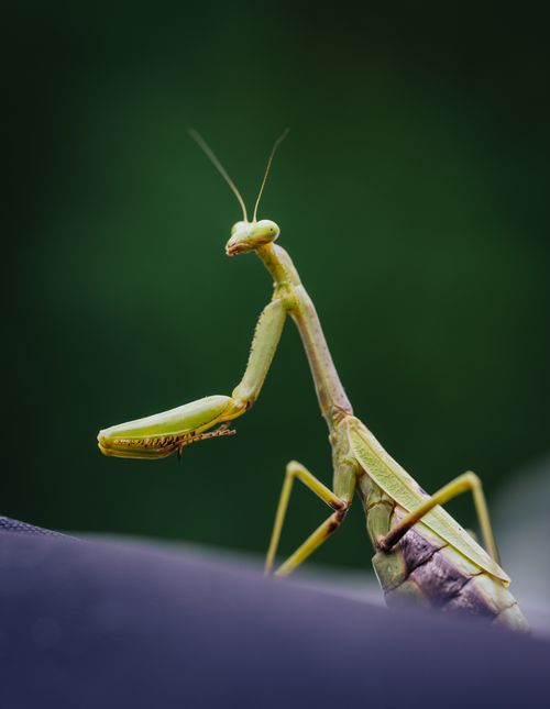 Free Macro shot of a green praying mantis resting in a natural setting. Stock Photo