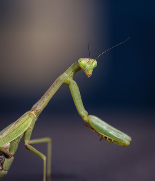 Free Detailed macro shot of a green praying mantis with a blue blurred background, showcasing its intricate features. Stock Photo