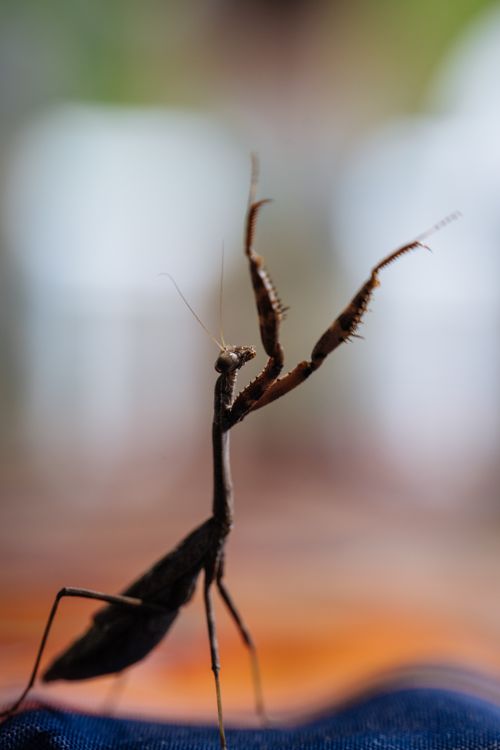 Free Detailed view of a praying mantis with raised arms, showcasing its unique posture and antennal features. Stock Photo