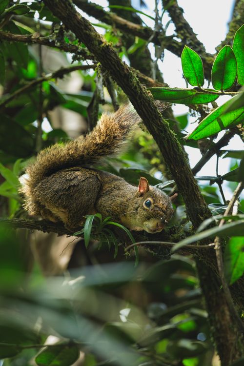 Free A lively squirrel perched on a tree branch surrounded by lush green leaves in a natural setting. Stock Photo