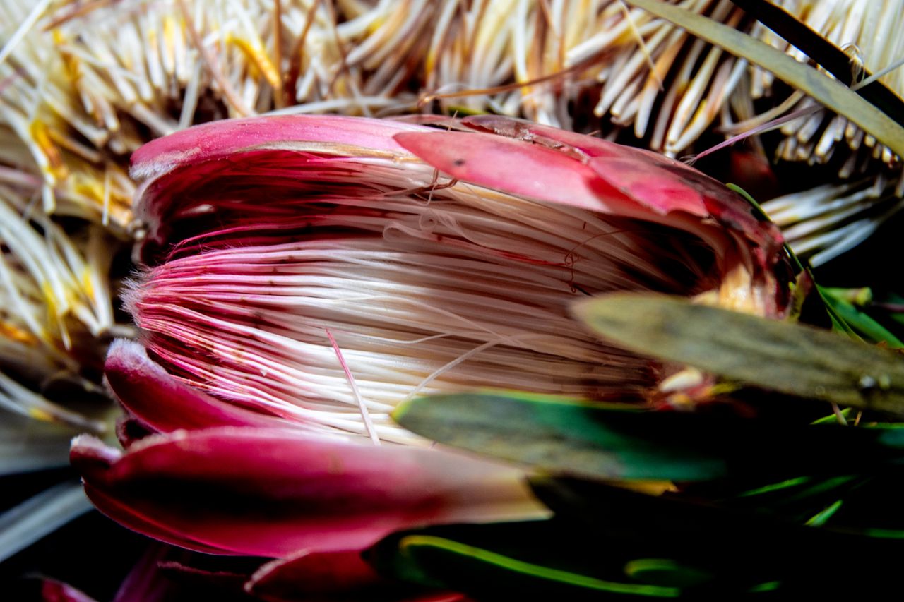 vibrant close up of a king protea flower highlighting its intricate pe