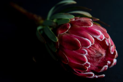 protea arrangement delivery South Africa