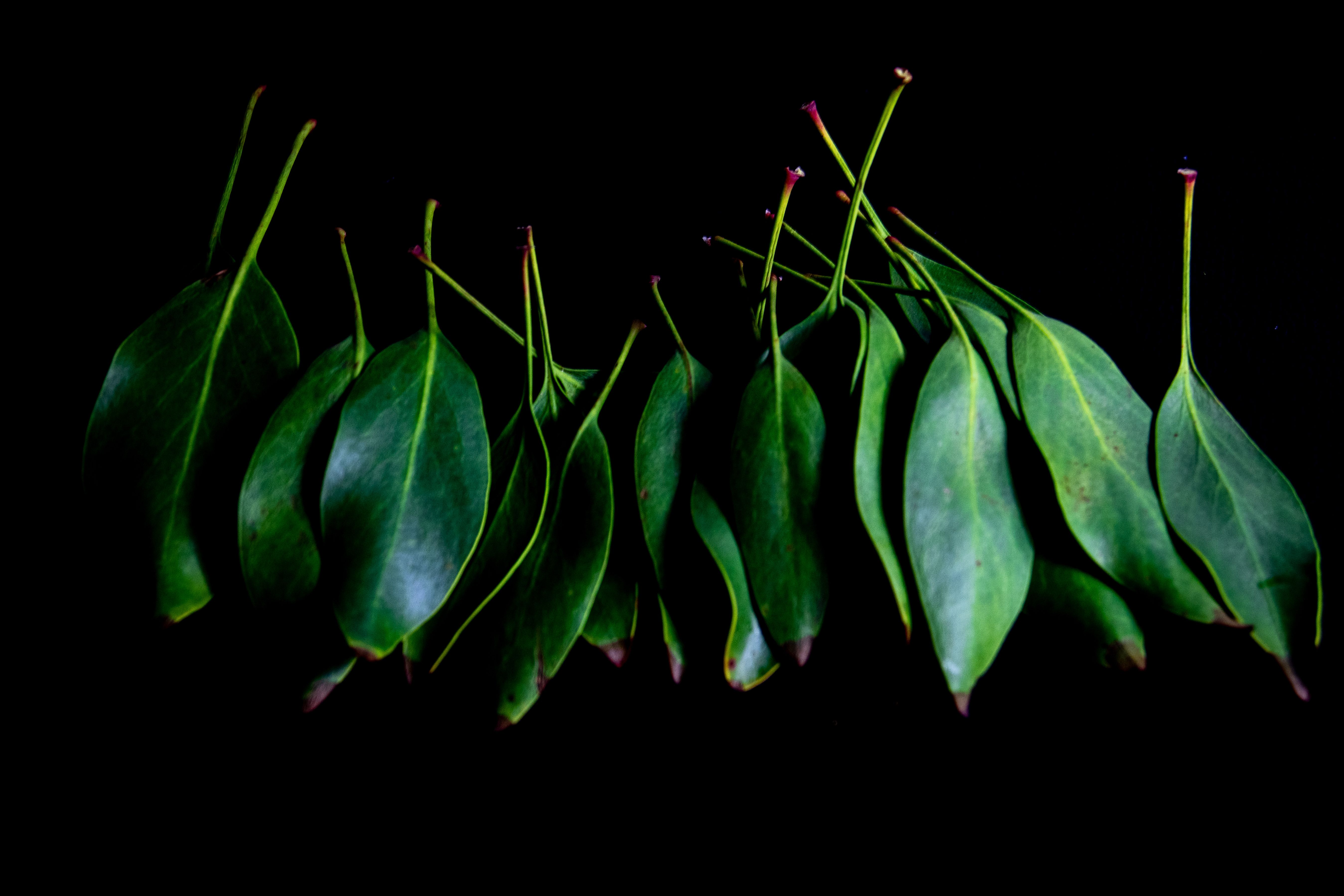 Eucalyptus Leaf Natural Herb