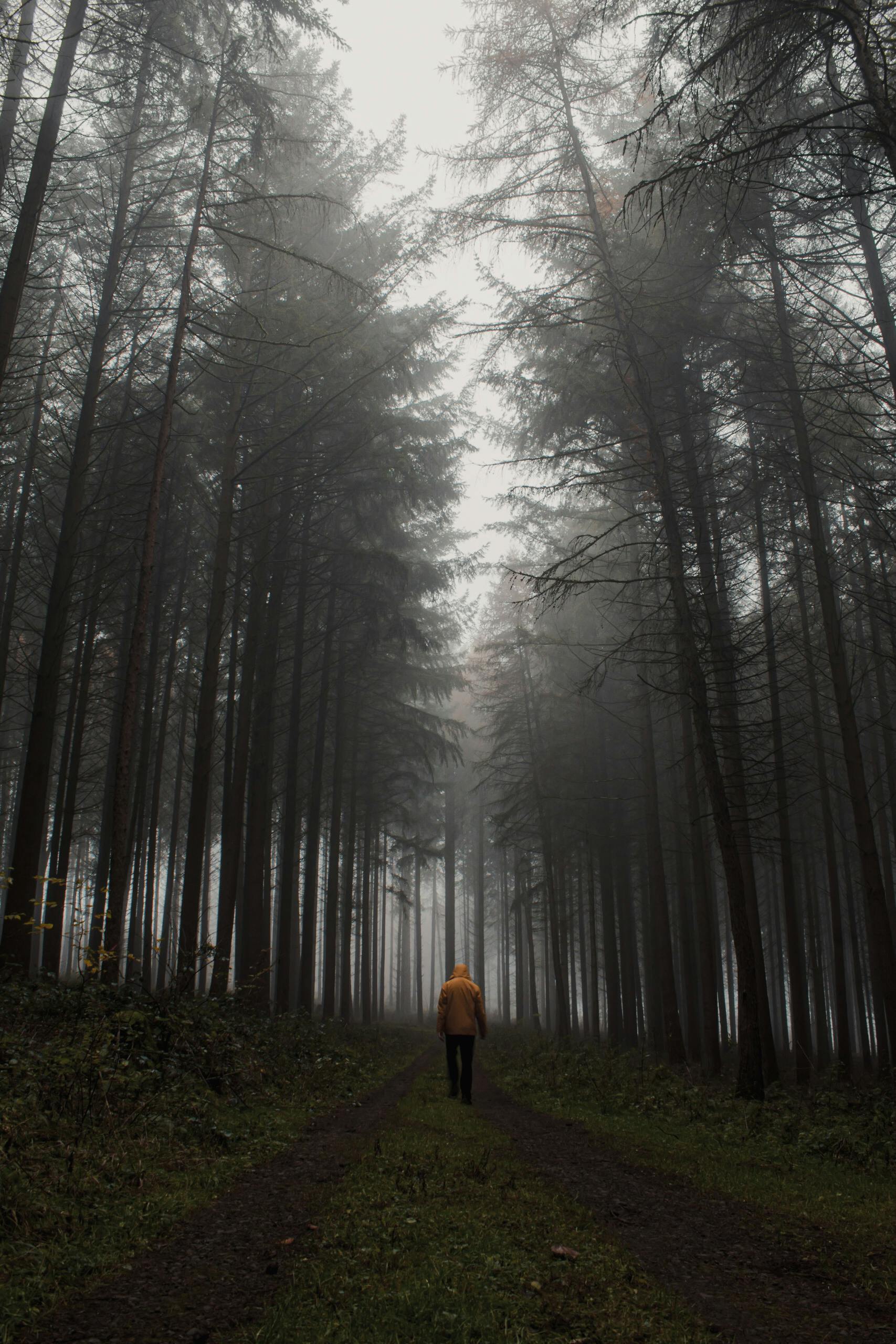 lonely traveler walking in foggy forest