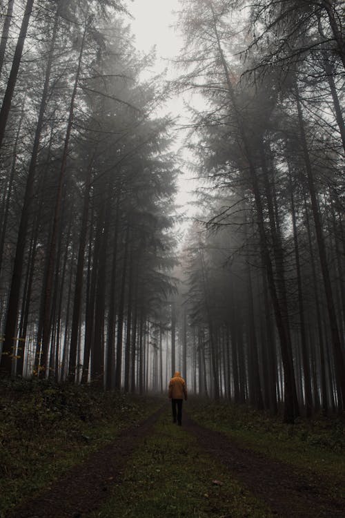 Full length of unrecognizable person walking on path among tall trees in misty autumnal forest