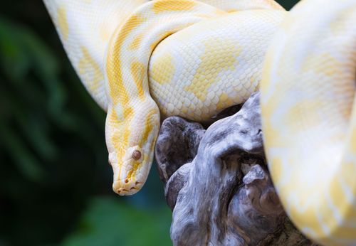 Free Close-up of an albino Burmese python resting on driftwood with lush green background. Stock Photo