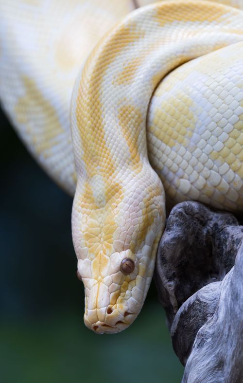Free Detailed image of an albino Burmese python resting on a branch, showcasing its unique yellow and white scales. Stock Photo