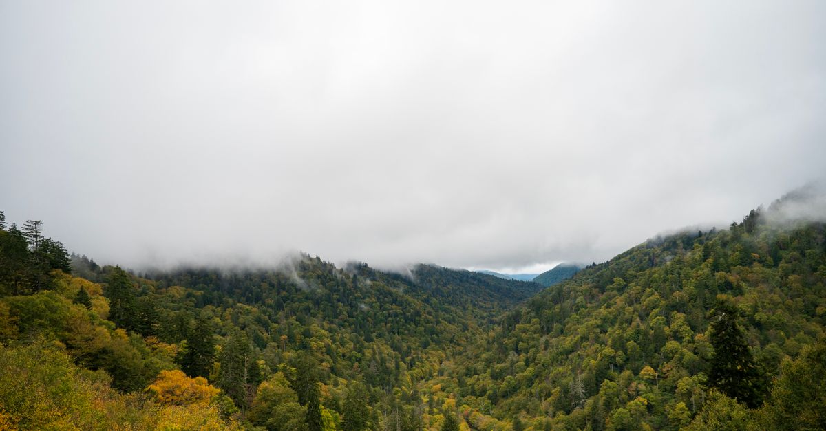 Breathtaking view of a misty mountain valley in the Great Smoky Mountains with lush green forests.