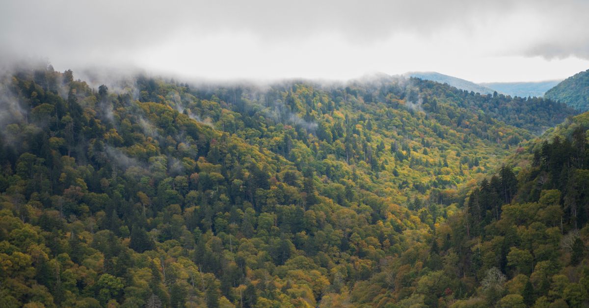 Aerial view of foggy forested hills during fall, shrouded in low clouds, showcasing vibrant autumn colors.