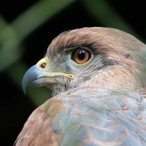 Free Detailed close-up of a hawk's head showcasing its sharp beak and intense gaze. Stock Photo