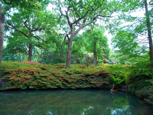 樹木環繞的池塘