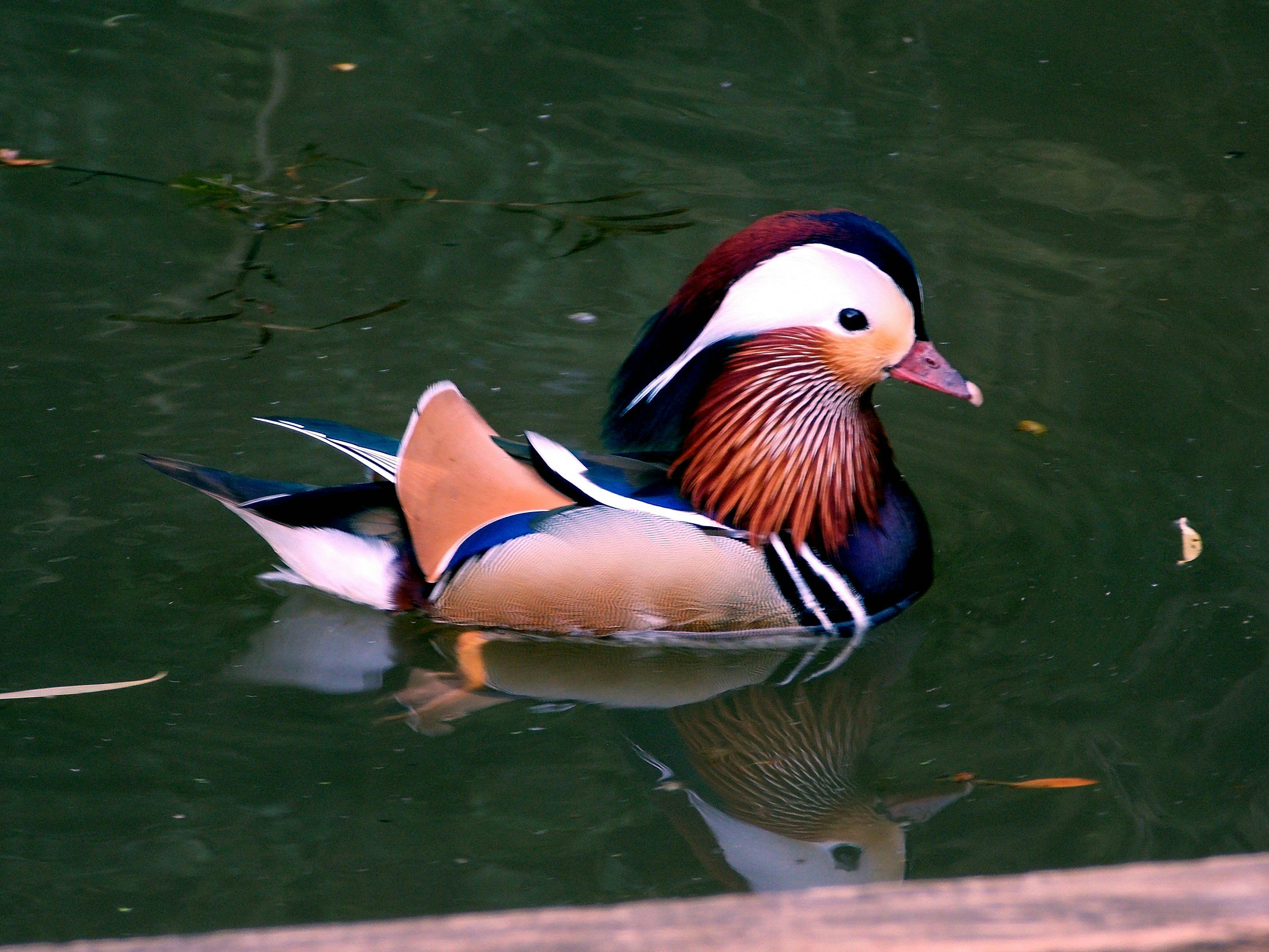 blue and brown duck