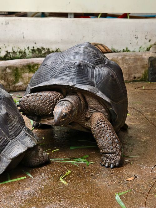 Free Close-up of a giant tortoise in a pen, showcasing its rough shell and textured skin. Stock Photo