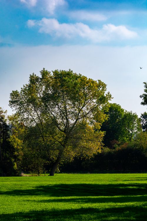 Free Vibrant summer landscape with a majestic tree in Coesfeld, NRW, Germany. Stock Photo