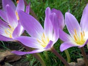 这幅盛开的紫色番红花图像，花中带有黄色雄蕊，展现了大自然的美丽