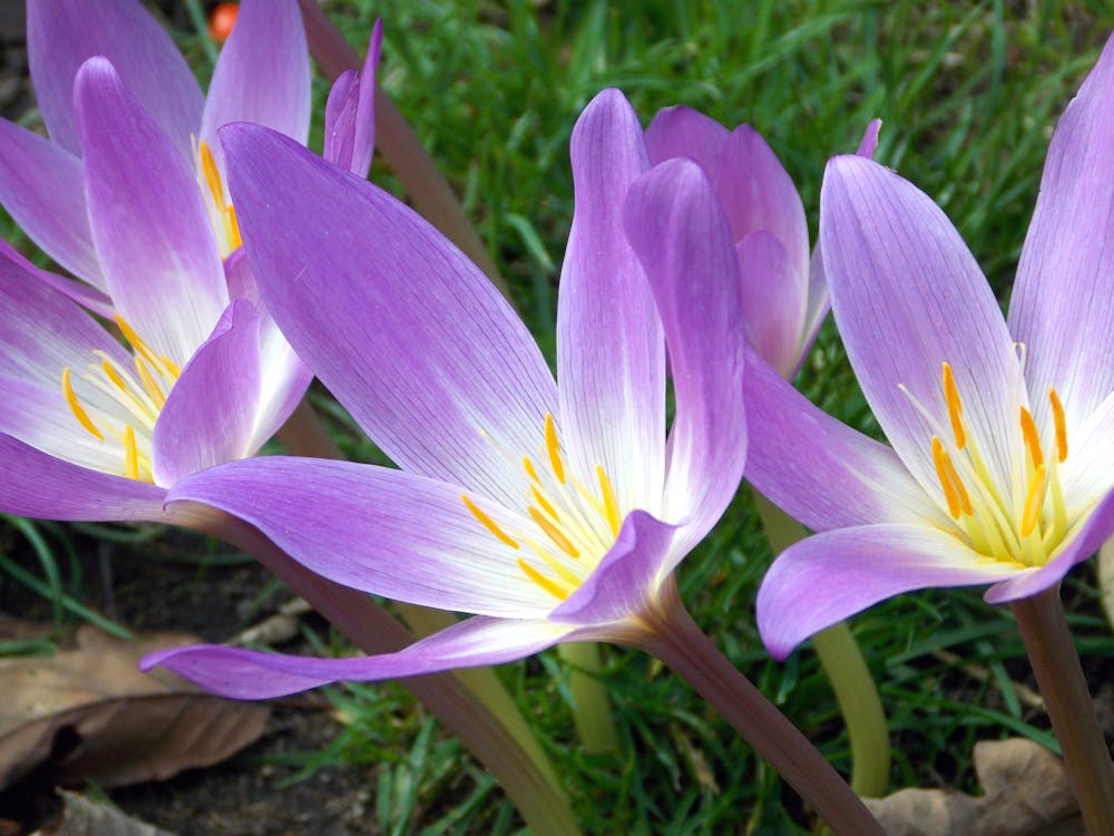 Fotobanka s bezplatnými fotkami na tému hĺbka ostrosti, jemný, kvet ovocného stromu