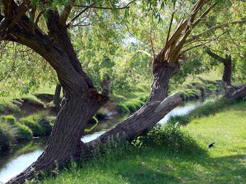 Free Green Leafed Trees Stock Photo