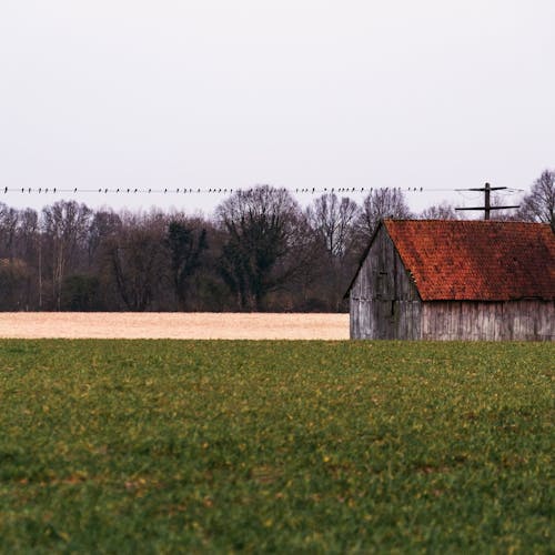 Free stock photo of birds, day, farm