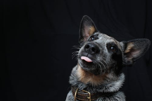 Free avustralya sığır köpeği, beeshond, köpek içeren Ücretsiz stok fotoğraf Stock Photo