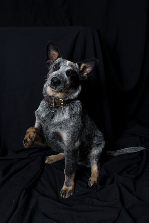 Photos gratuites de chien, chien de bétail australien, chien de bouvier