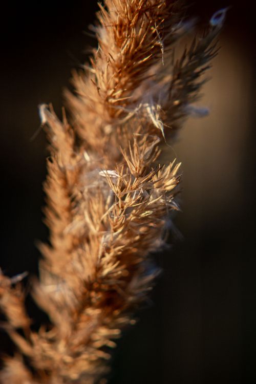 Free Detailed close-up of dry brown pampas grass with a blurred background. Stock Photo