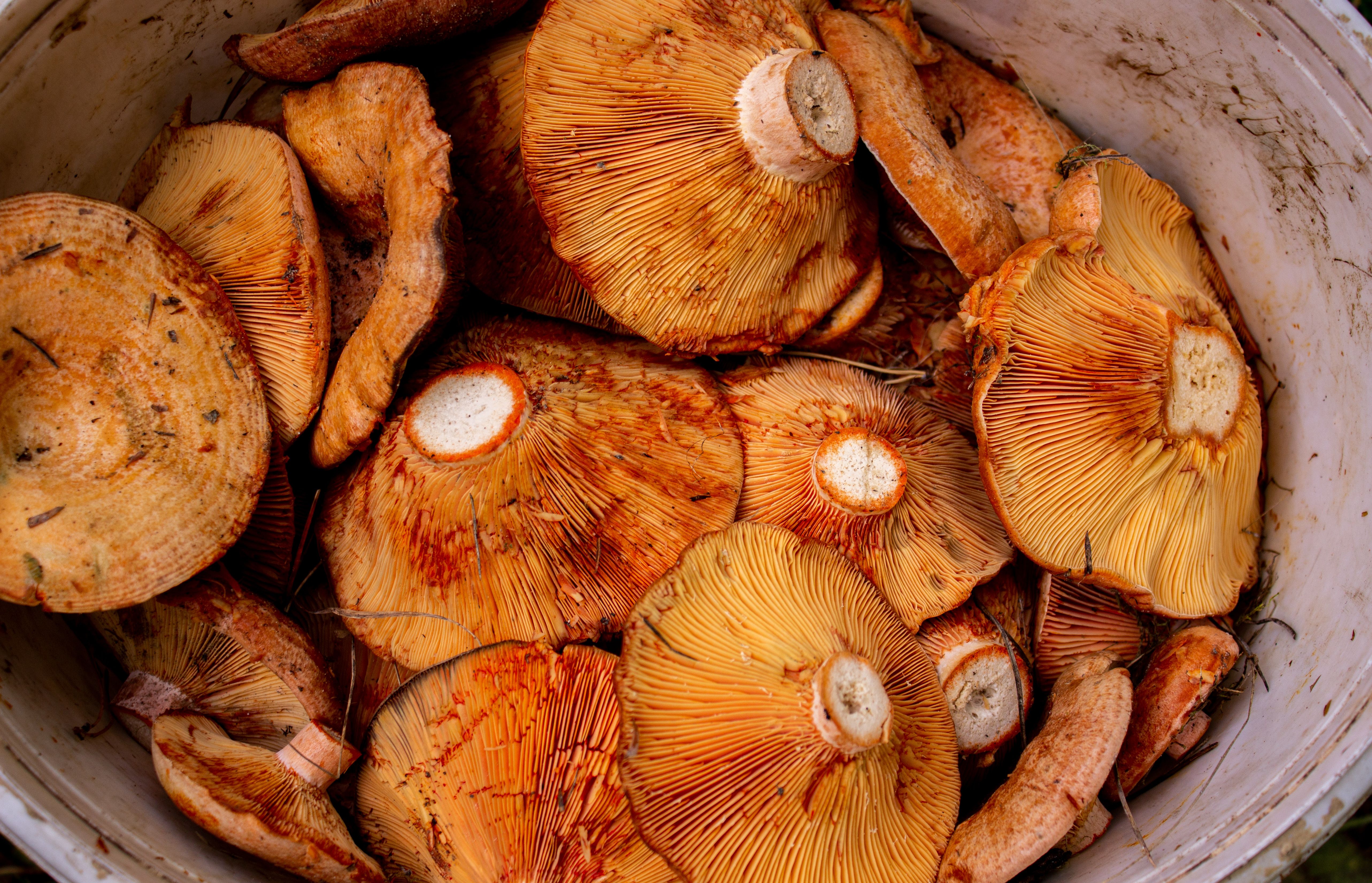 Top view of a bucket filled with saffron milk cap mushrooms, displaying vibrant orange tones and natural textures.
